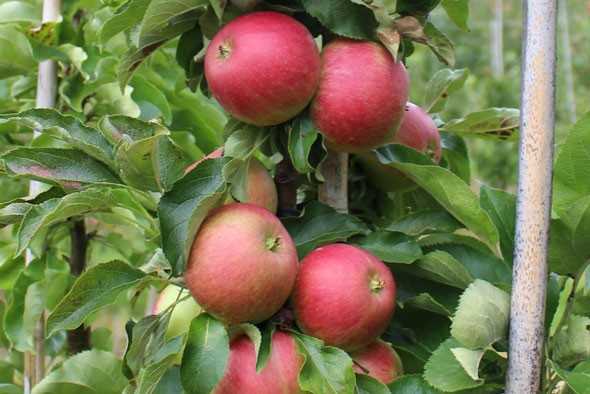 columnar apple tree vasyugan