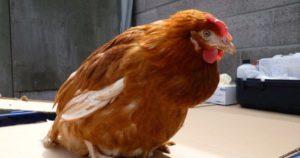 What to do if a chicken has a clogged goiter, causes and treatments