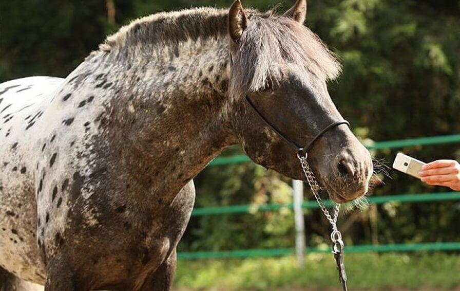 Altai horse breed