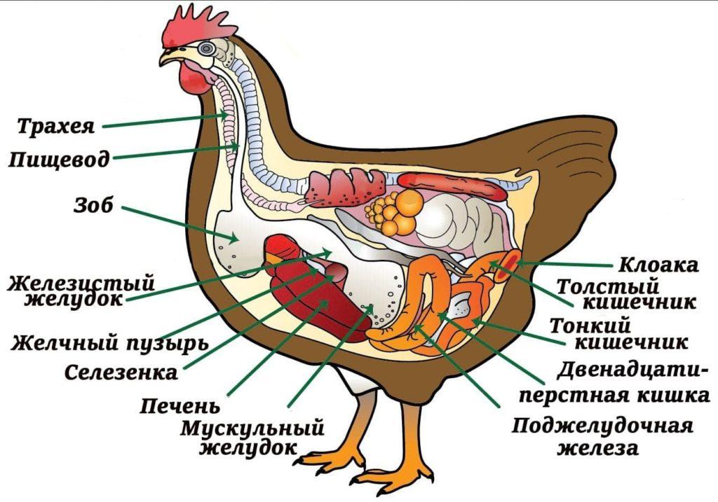 esquema de pollo