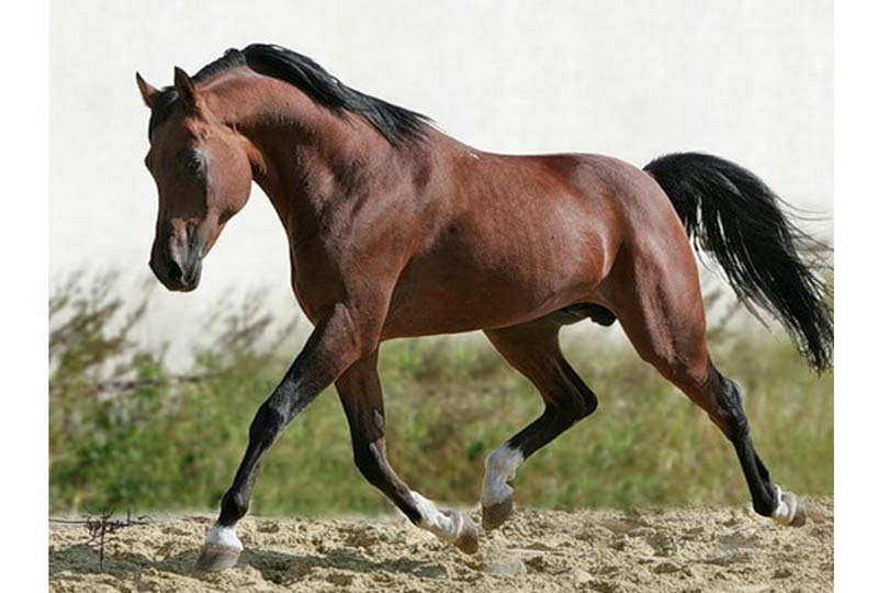 cheval d'équitation pur-sang