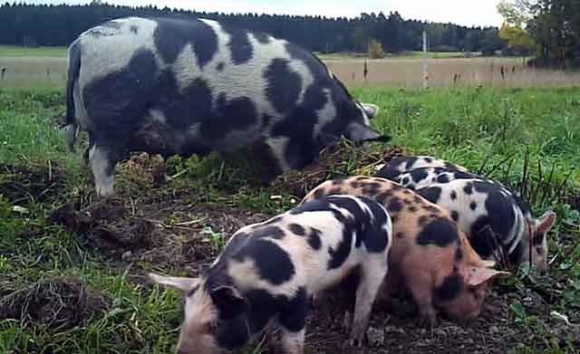 LOTS of piglets