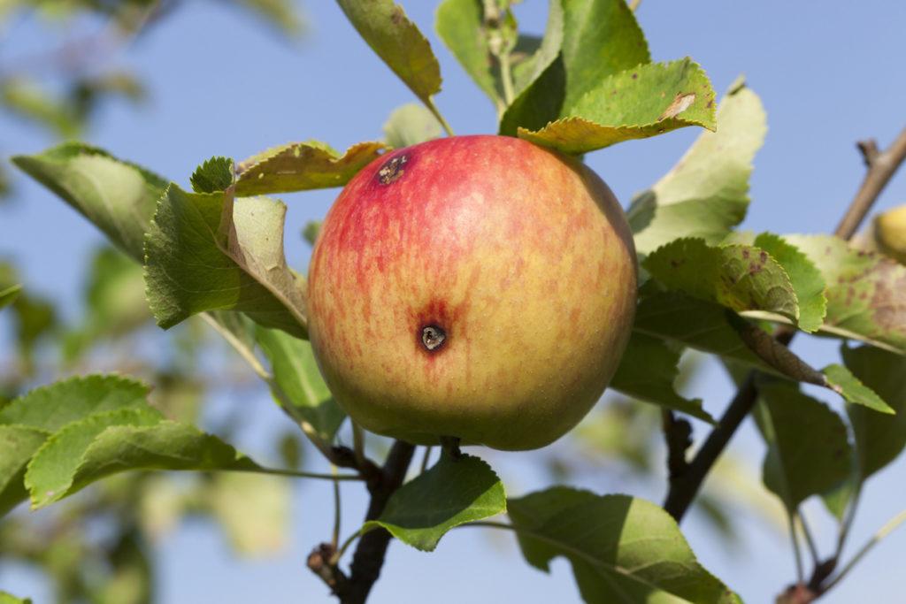 manzana gusano