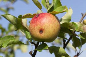 How to deal with wormy apples and when to spray, processing rules