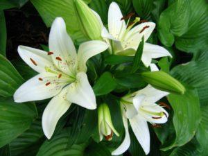 Description et caractéristiques d'un lys blanc comme neige, plantation et entretien en plein champ