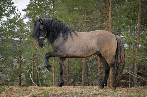 Vyatka horse