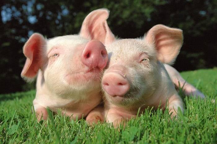 deux petits cochons