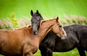 Types de passages à cheval et règles de base