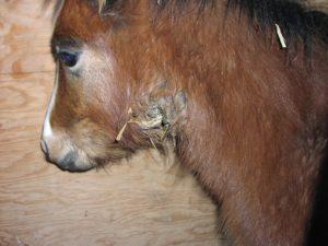 L'agent causal et les symptômes du lavage chez les chevaux, les méthodes de traitement et les méthodes de prévention