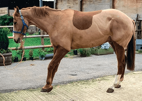 traitement du cheval