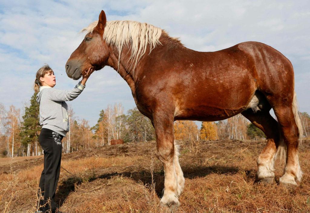 Race de chevaux de trait lourd soviétique