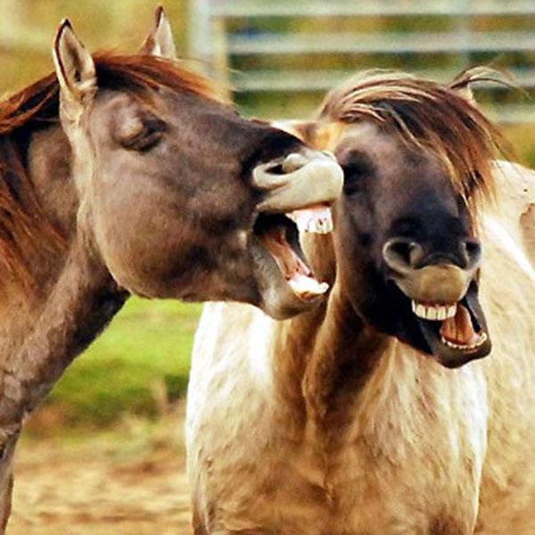 dientes de caballo