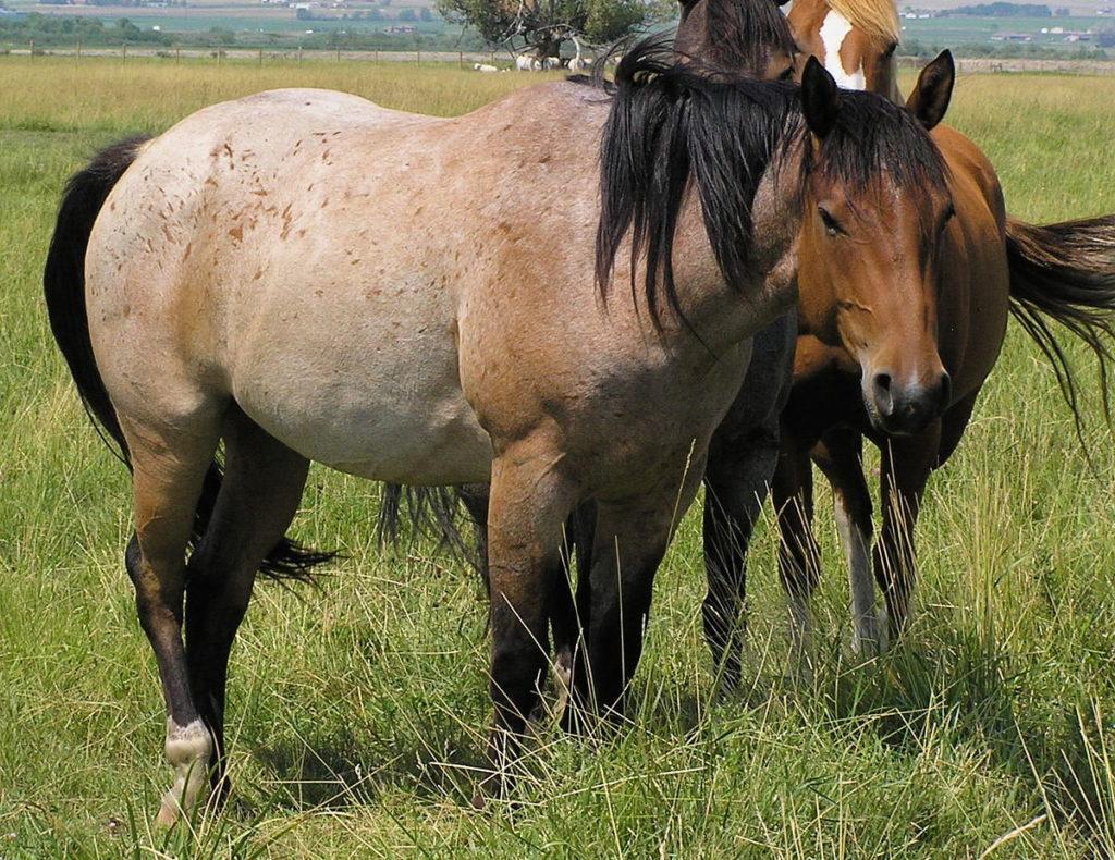 roan horse