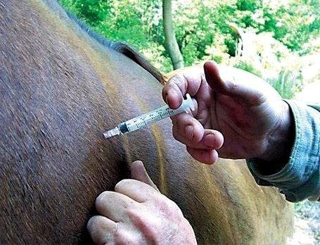 equine leptospirosis