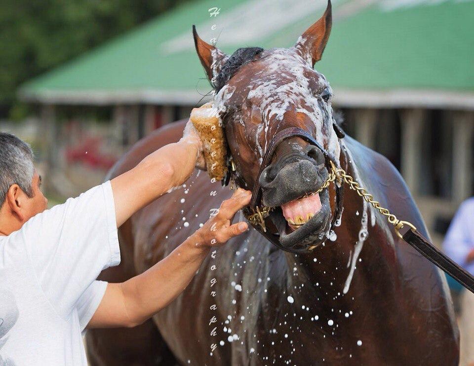 washing mane