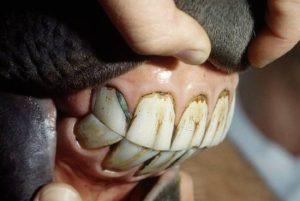 How many teeth does a horse have and how to properly care for them, defects and treatment