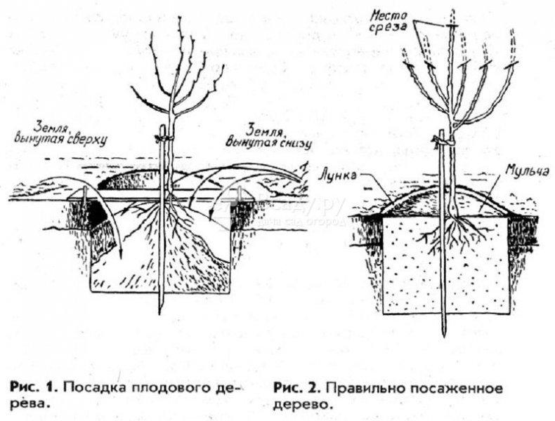 výsadba jabloně