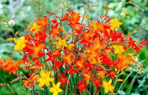 Description and features of growing Japanese gladioli, planting and care