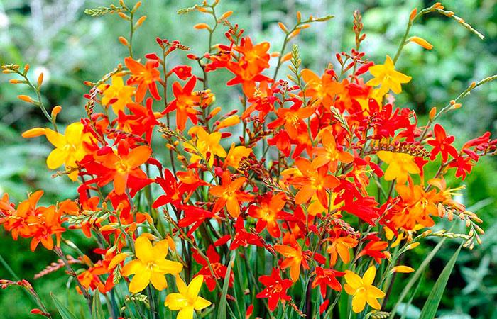 japanese gladiolus