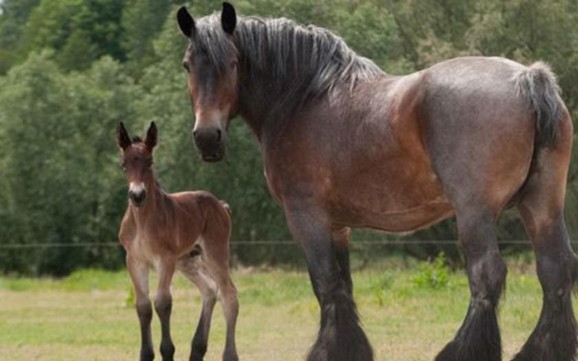 Caballo Brabancons