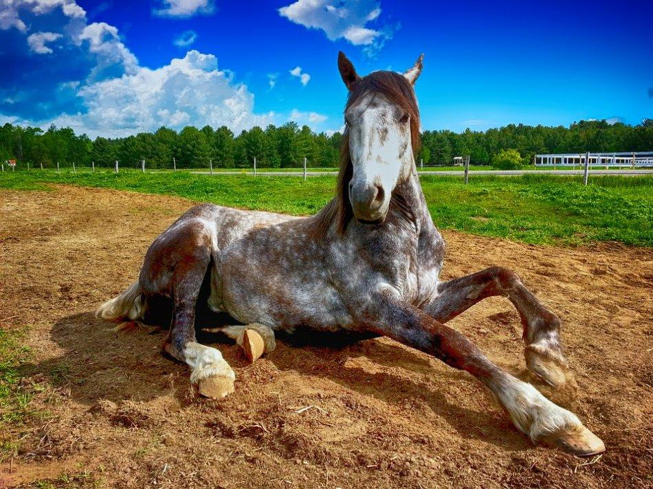 cheval sur l'herbe