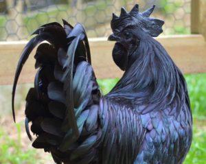 The history of the emergence and breed of black chickens with black meat, maintenance rules