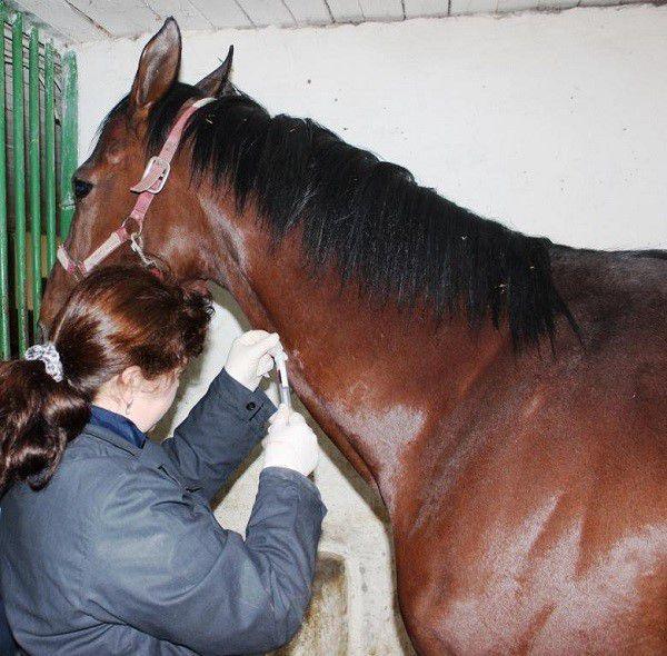 pinchazo de caballo