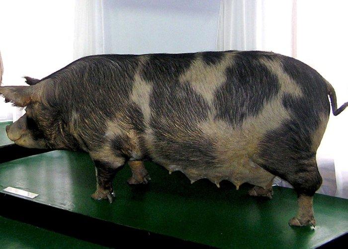 Mirgorod pig breed