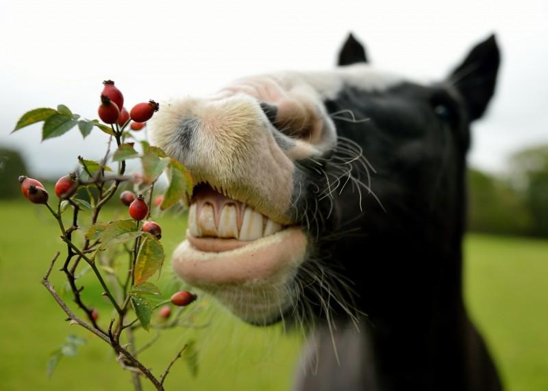 horse eats