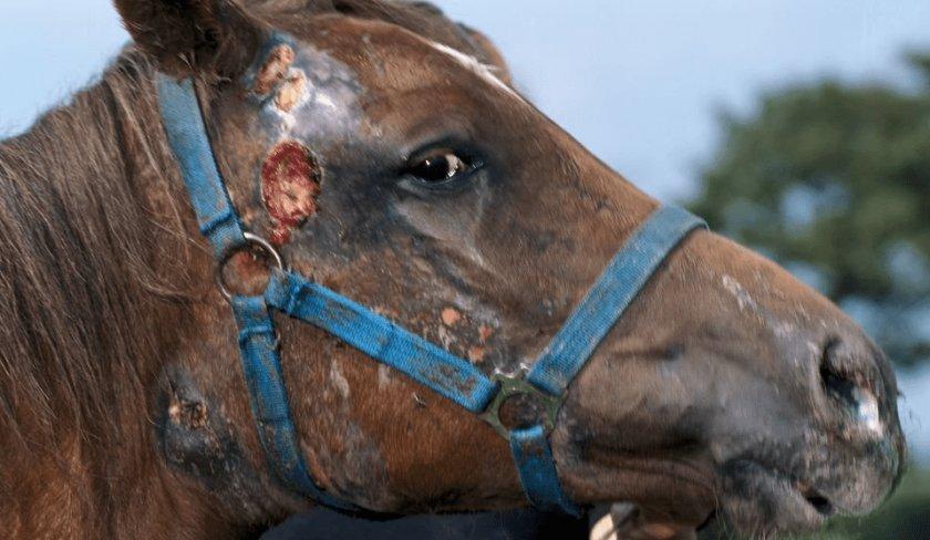 tratamiento de caballos