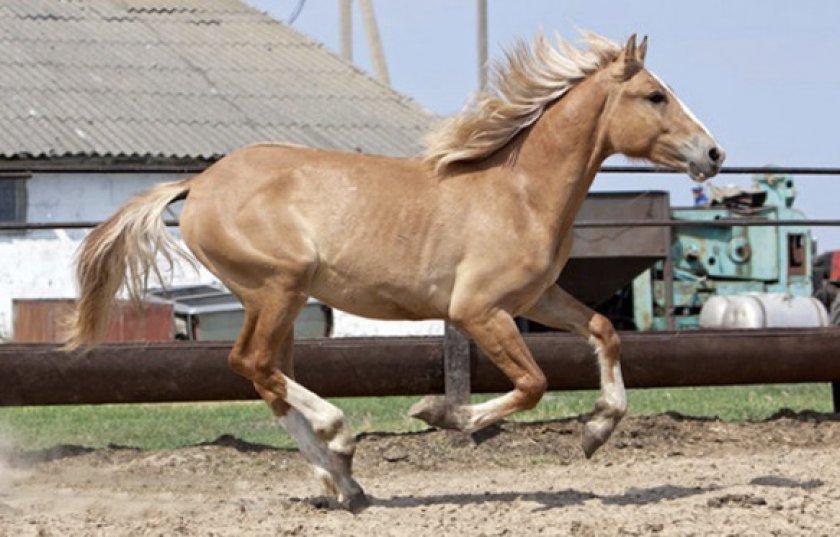 Caballo marrón