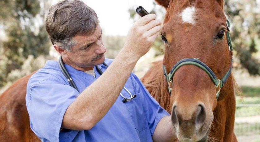 homme et cheval