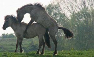 Ako sú kone inseminované a aké sú výhody, tehotenstvo a práca