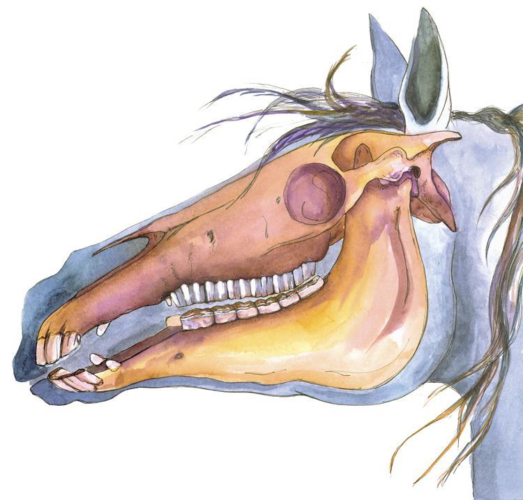 dientes de caballo