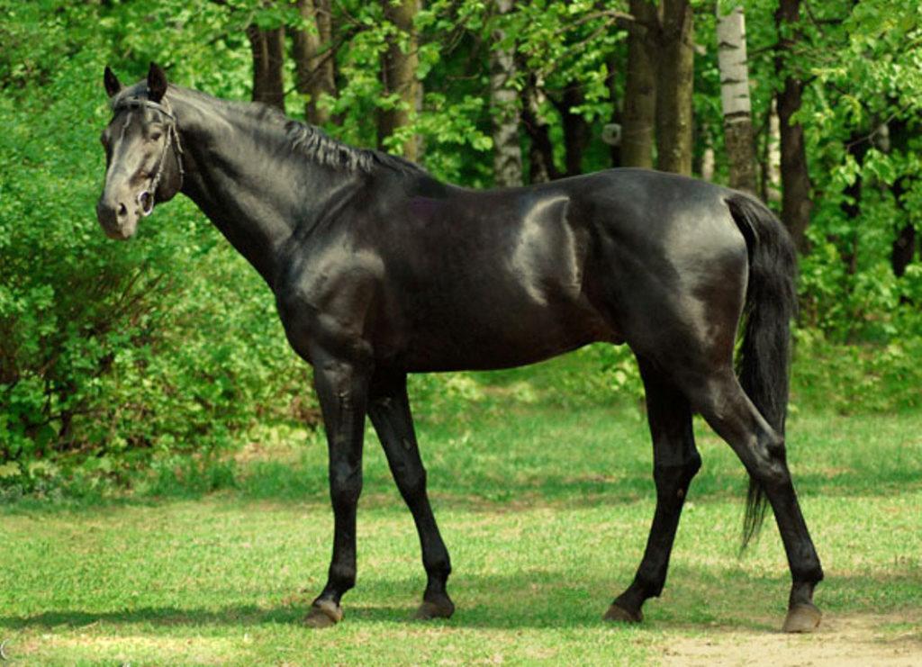 cheval d'équitation pur-sang