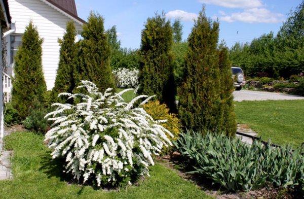 Grefsheim Spirea