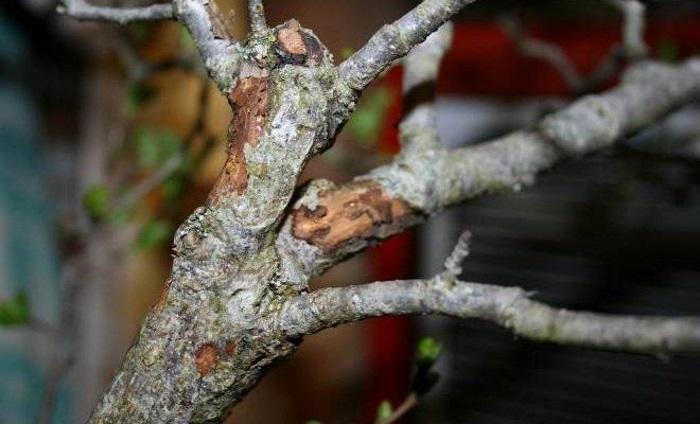 traitement de la cytosporose de la pomme