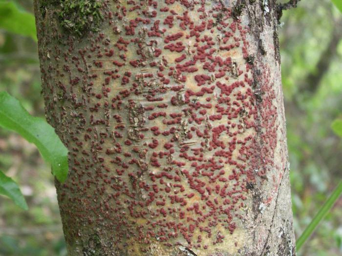 traitement de la cytosporose de la pomme