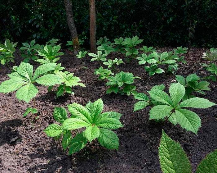 planter des fleurs