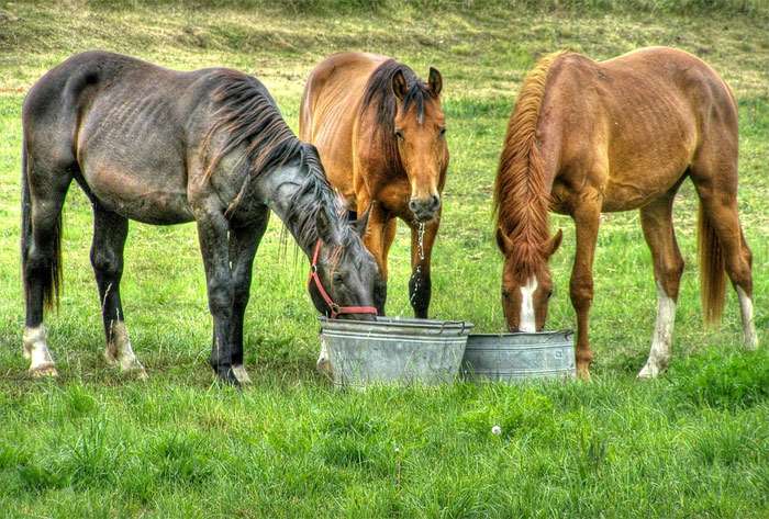 chevaux maigres