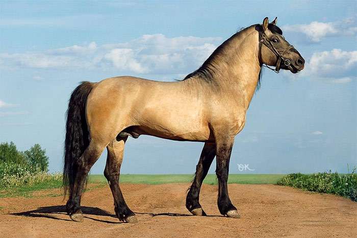 Vyatka horse