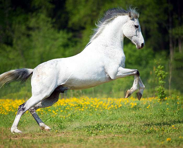 cuanto pesa un caballo