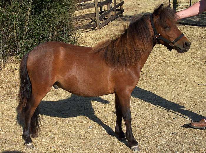 cheval falabella