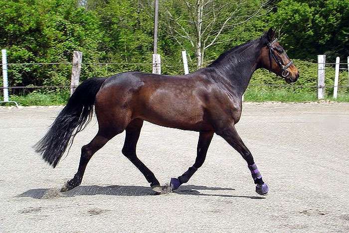 sport horses Hanover