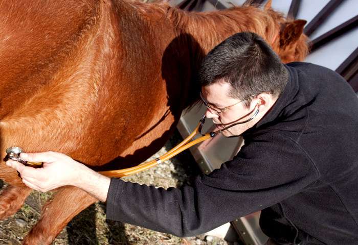 hombre y caballo