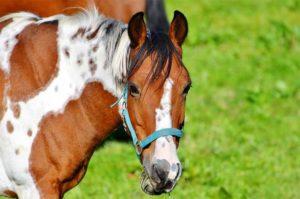 Description et symptômes de la grippe chez les chevaux, règles de vaccination et prévention