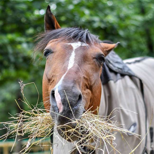 feeding horses