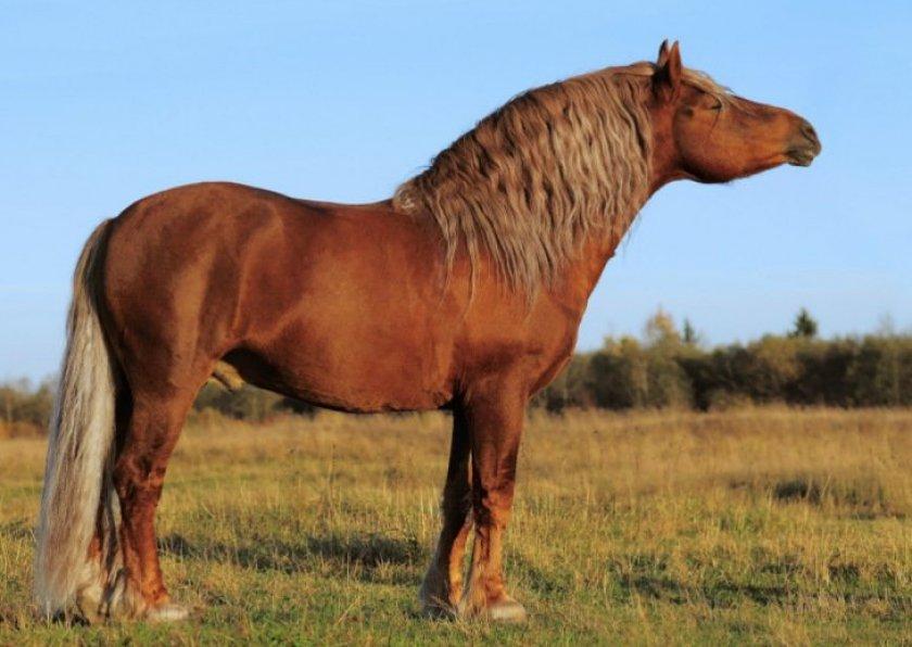 Raza de caballo de tiro pesado soviético