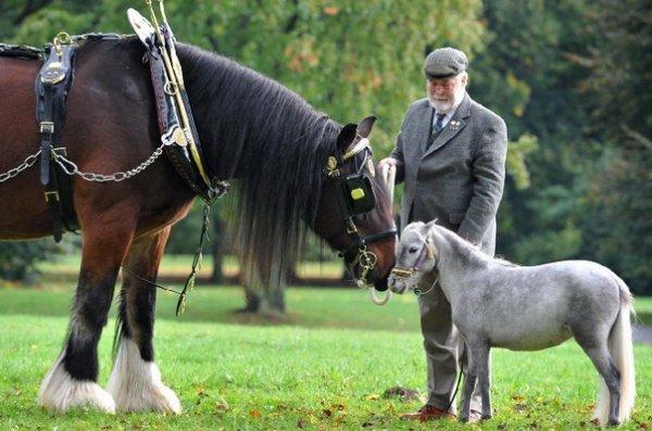 caballo falabella