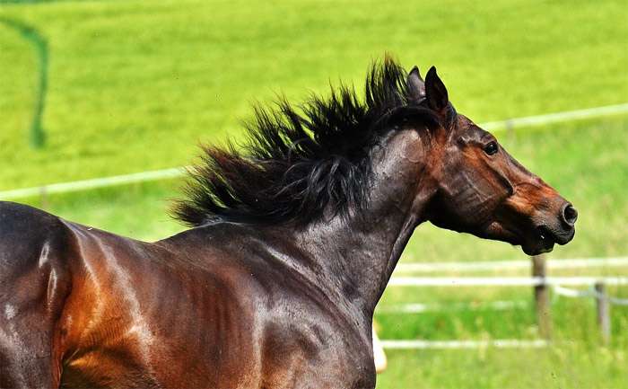 un beau cheval